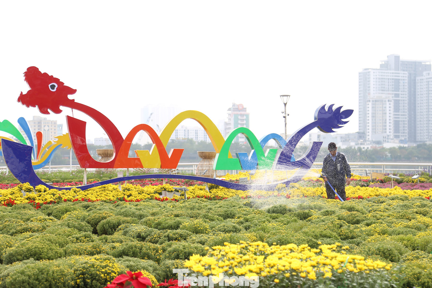 Hàng ngàn chậu cúc mâm xôi đã được xếp đặt ở biểu tượng rồng cách điệu khu vực bờ Tây Cầu Rồng. Công nhân liên tục tưới nước để đảm bảo hoa phát triển tốt, nở đều, đẹp.