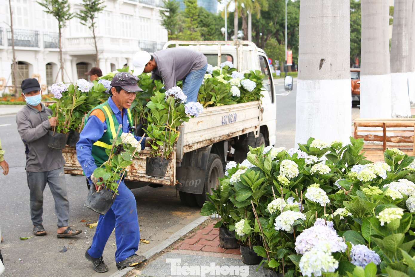 Dịp Tết Nguyên đán Giáp Thìn, UBND TP Đà Nẵng đầu tư gần 20 tỷ đồng trang trí hoa và điện chiếu sáng, trong đó có 15 vị trí trang trí hoa và 6 vị trí trang trí khác. Trong đó, nổi bật là cụm trang trí dọc sông Hàn, kéo dài từ đối diện Công viên APEC đến đối diện Trung tâm hành chính TP. Đà Nẵng.