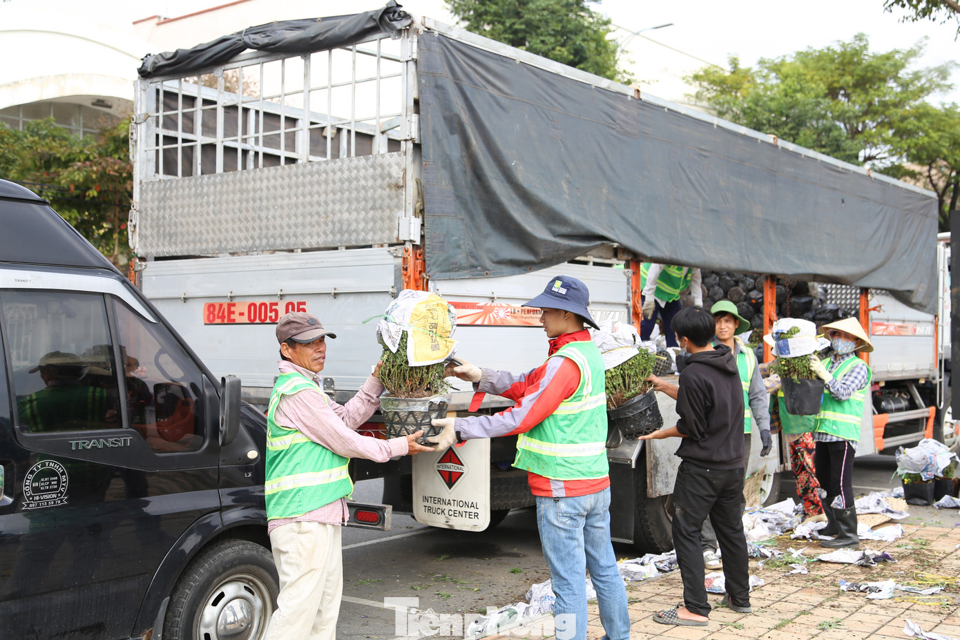 Hàng trăm chậu cúc mâm xôi liên tục được vận chuyển tới các điểm trang trí trong sáng nay (1/2).