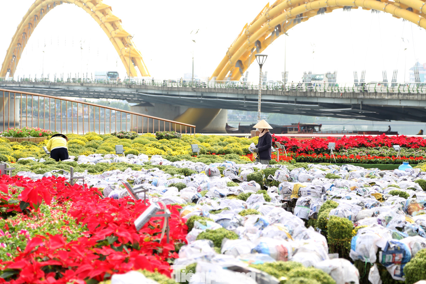 Các loại hoa cúc, cánh bướm, trạng nguyên, cẩm tú cầu, xác pháo... tạo nên khung cảnh rực rỡ bên sông Hàn.