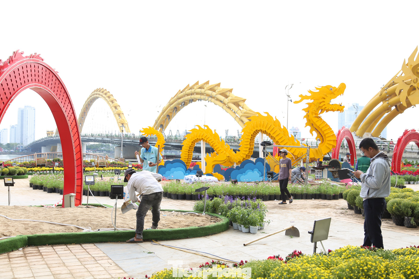 Hàng ngàn chậu hoa trang trí ở khu vực này đã được tập kết dọc vỉa hè đường Bạch Đằng. Công nhân đang thi công nền, chuẩn bị xếp đặt hoa vào các tiểu cảnh.