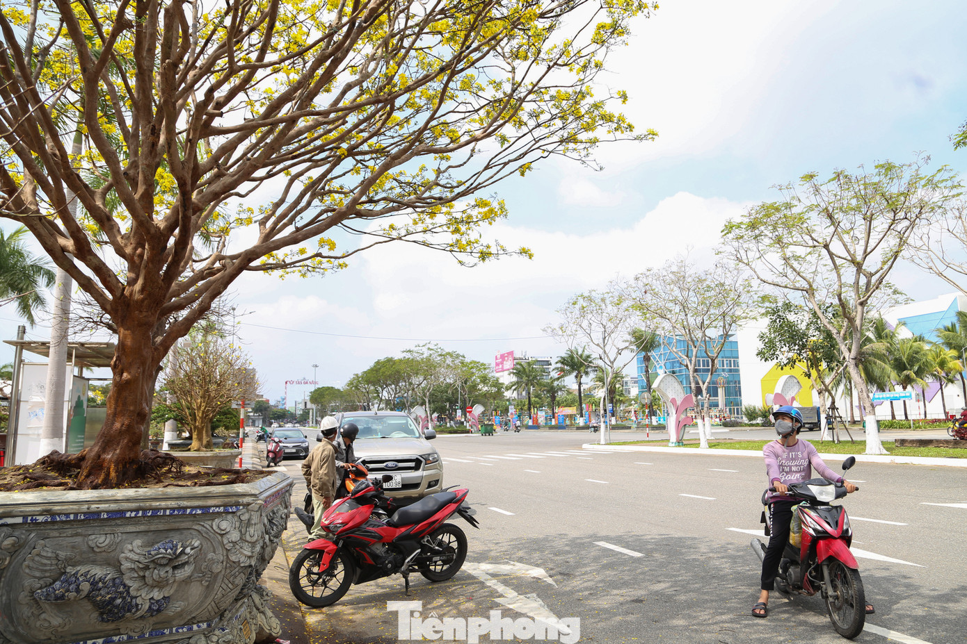 Với mức giá tiền tỷ, các chậu mai này đa phần chỉ để cho các doanh nghiệp, cá nhân thuê về chưng Tết với chi phí từ khoảng vài chục đến cả trăm triệu đồng. Trong ảnh, một gốc mai cổ thụ cao gần 4-5 m vươn tán trong nắng xuân, "níu" chân người qua đường đứng lại chiêm ngưỡng.