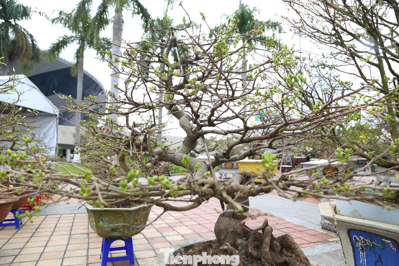 Anh Thế thuê 3 bãi để bày bán mai Tết ở Đà Nẵng (một bãi ở quận Cẩm Lệ, hai bãi ở khu vực chợ hoa Tết, quận Hải Châu). Dù bày bán nhiều ngày nhưng khách mua vẫn chưa tấp nập, đa phần là các thương lái, khách hàng cơ quan, doanh nghiệp.