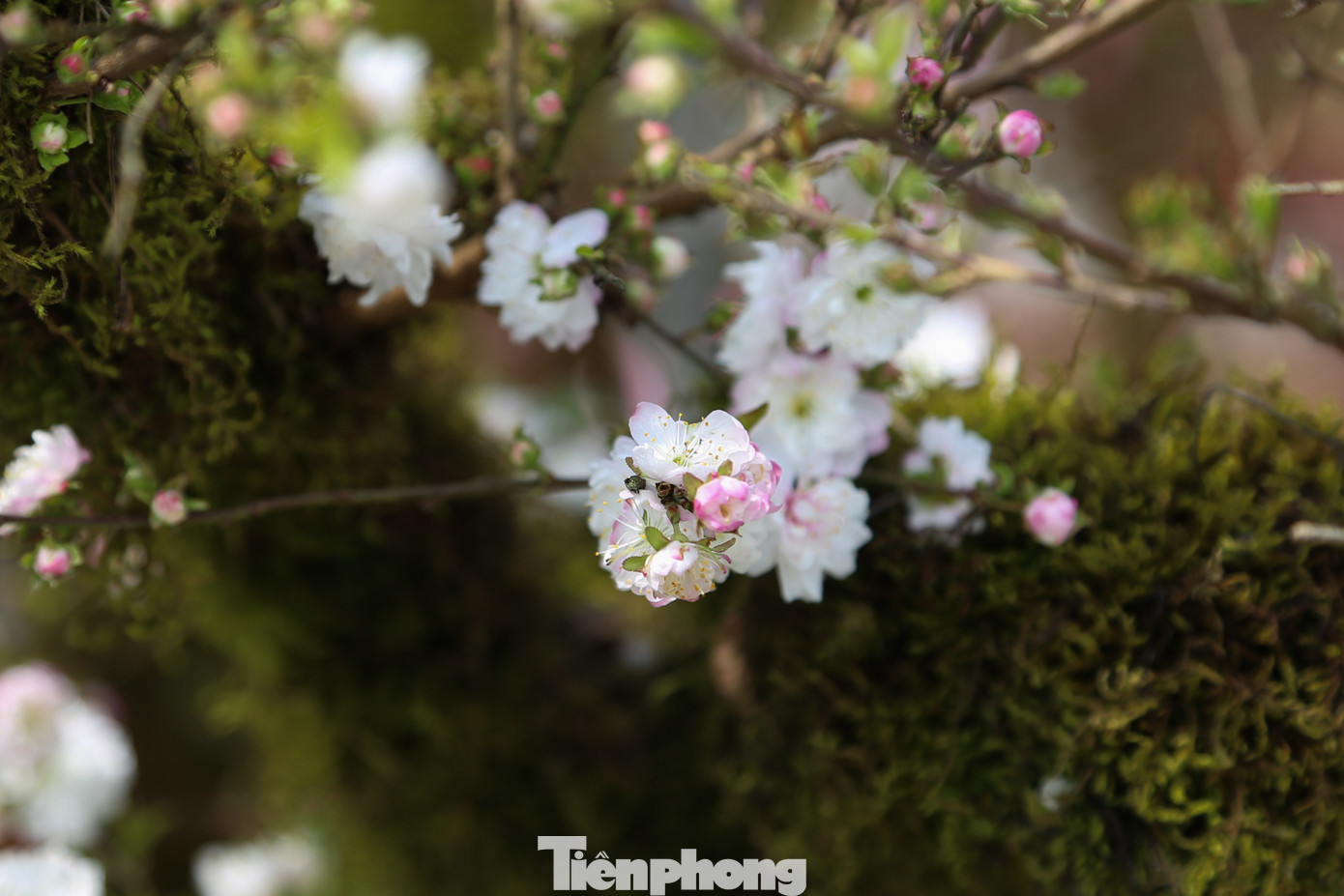 Năm nay, mặt hàng nhất chi mai với gốc lớn, phủ đầy rêu mốc được tạo dáng thế độc đáo cũng được bày bán ở chợ Hoa Tết. Khoảng 2 năm trở lại đây, sự xuất hiện của các chậu nhất chi mai thu hút khách ghé xem và tìm hiểu.