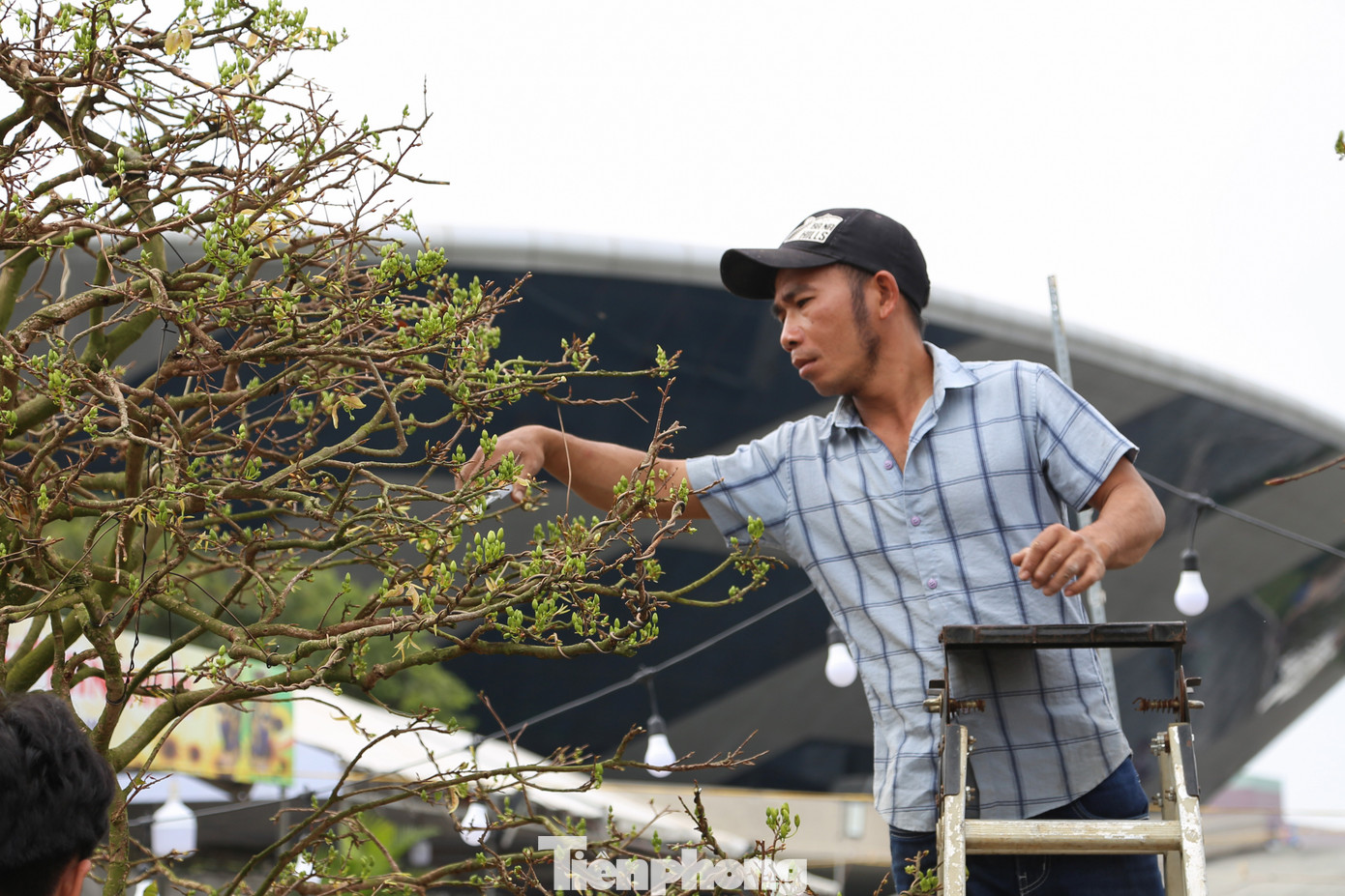 Để các chậu mai vẫn sinh trưởng tốt khi thời tiết thay đổi, các nhà vườn phải liên tục tưới nước, cắt tỉa và theo dõi sâu bệnh hại.
