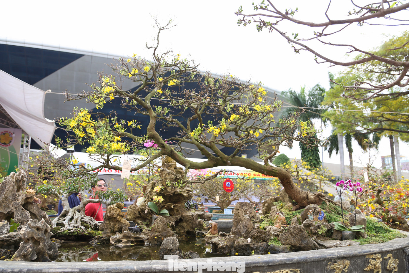 Những gốc mai thế "bạc tỷ" ở chợ hoa Tết Đà Nẵng cũng thu hút đông đảo người dân ghé thăm, chụp hình check-in. Đây đều là những gốc mai cổ thụ với tuổi đời từ vài chục đến cả trăm năm tuổi.