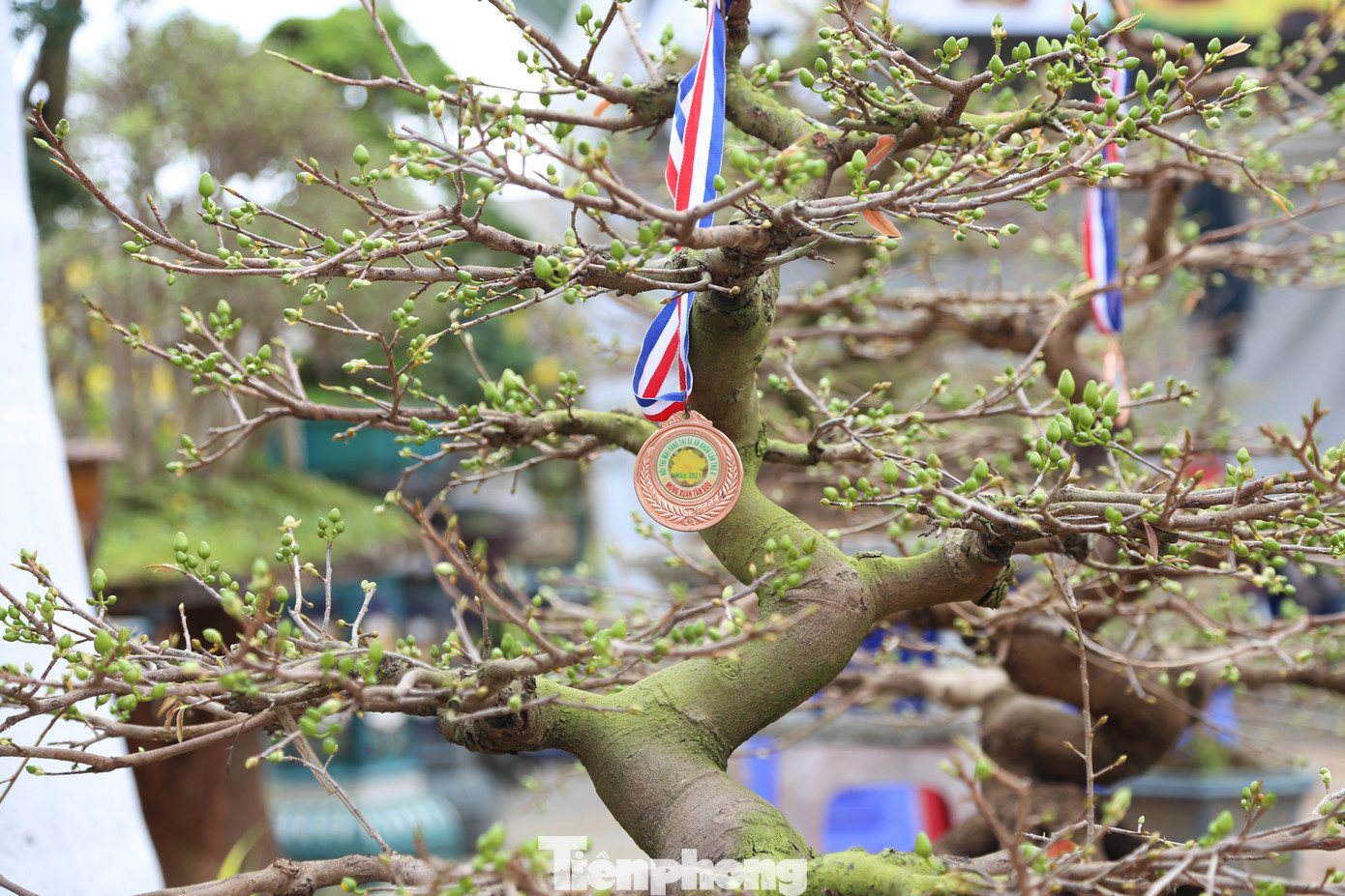 "Giờ khách mua đa phần là cơ quan, doanh nghiệp. Hy vọng trong những ngày tới, khi kỳ nghỉ Tết bắt đầu, sức mua sẽ tăng dần lên để các chủ vườn sớm bán hết hàng, có thể về quê đón Tết với gia đình sớm hơn mọi năm", ông Hưng nói.