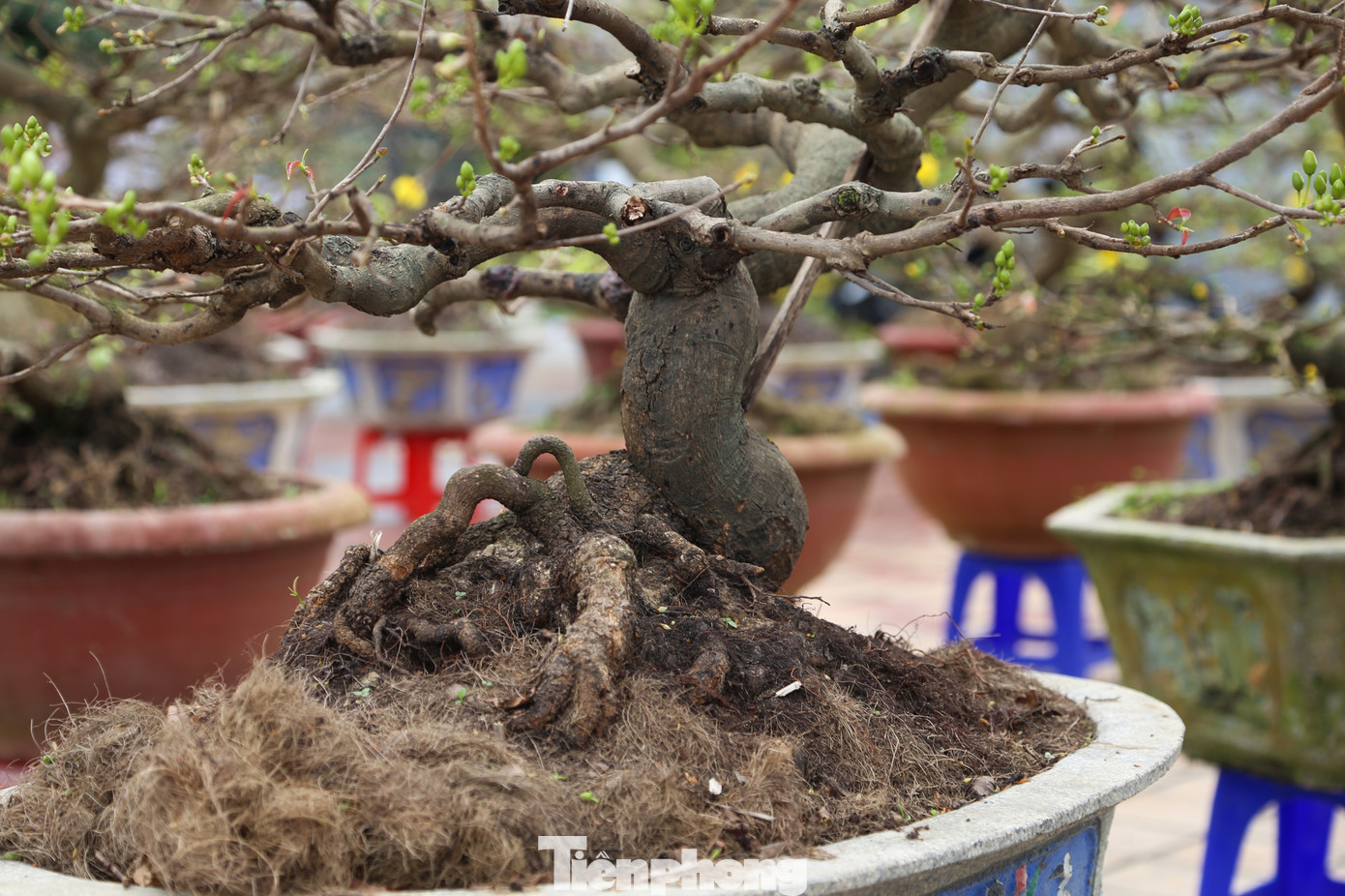 Anh Thế thuê 3 bãi để bày bán mai Tết ở Đà Nẵng (một bãi ở quận Cẩm Lệ, hai bãi ở khu vực chợ hoa Tết, quận Hải Châu). Dù bày bán nhiều ngày nhưng khách mua vẫn chưa tấp nập, đa phần là các thương lái, khách hàng cơ quan, doanh nghiệp.