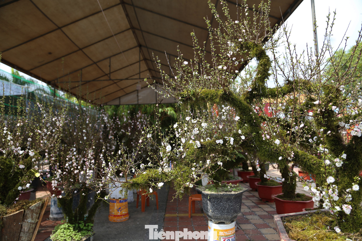 Năm nay, mặt hàng nhất chi mai với gốc lớn, phủ đầy rêu mốc được tạo dáng thế độc đáo cũng được bày bán ở chợ Hoa Tết. Khoảng 2 năm trở lại đây, sự xuất hiện của các chậu nhất chi mai thu hút khách ghé xem và tìm hiểu.