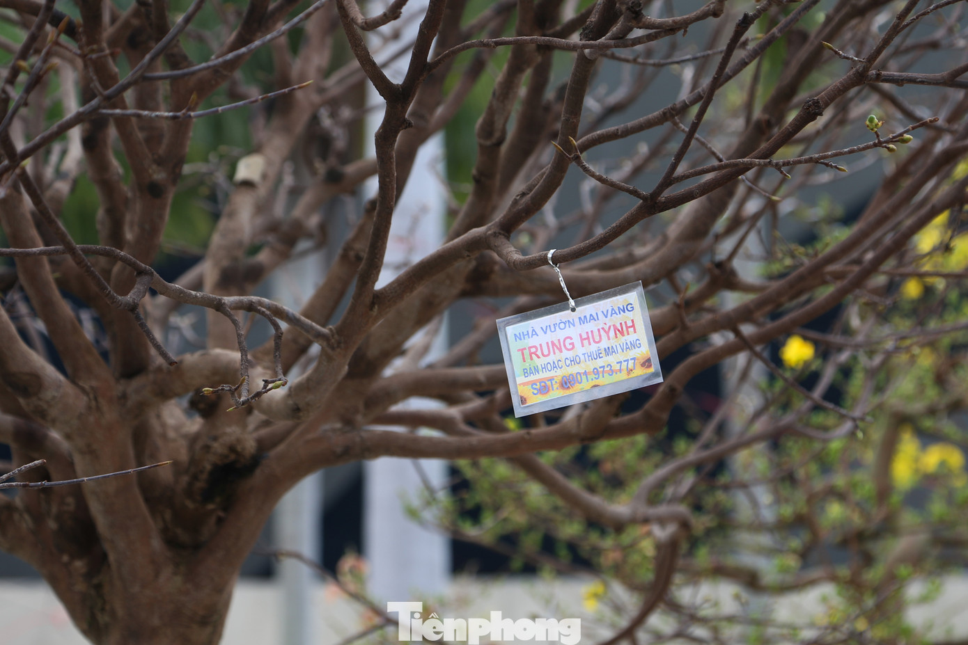 Những gốc mai thế "bạc tỷ" ở chợ hoa Tết Đà Nẵng cũng thu hút đông đảo người dân ghé thăm, chụp hình check-in. Đây đều là những gốc mai cổ thụ với tuổi đời từ vài chục đến cả trăm năm tuổi.