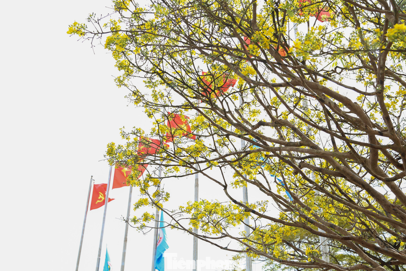 Với mức giá tiền tỷ, các chậu mai này đa phần chỉ để cho các doanh nghiệp, cá nhân thuê về chưng Tết với chi phí từ khoảng vài chục đến cả trăm triệu đồng. Trong ảnh, một gốc mai cổ thụ cao gần 4-5 m vươn tán trong nắng xuân, "níu" chân người qua đường đứng lại chiêm ngưỡng.