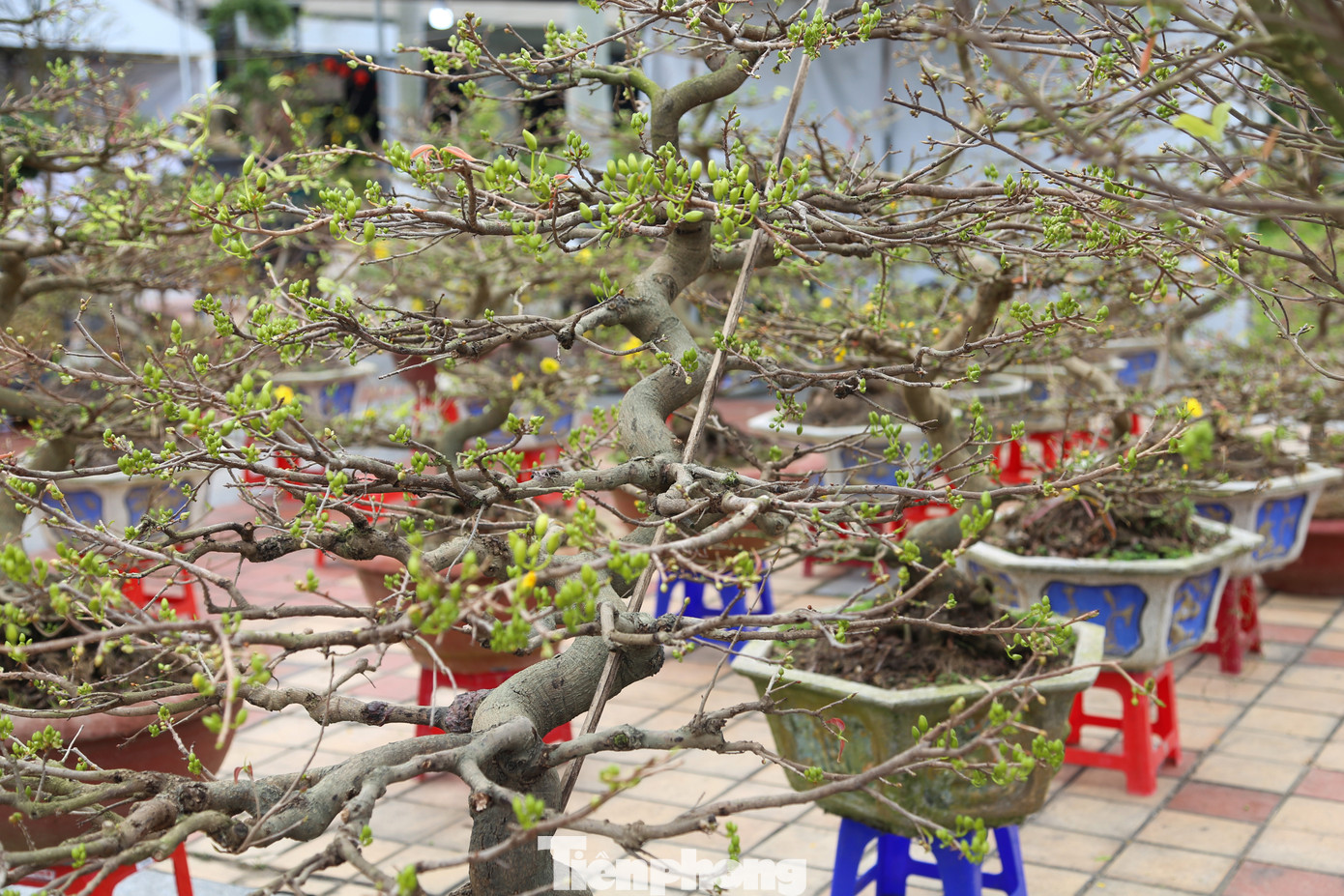 Anh Thế thuê 3 bãi để bày bán mai Tết ở Đà Nẵng (một bãi ở quận Cẩm Lệ, hai bãi ở khu vực chợ hoa Tết, quận Hải Châu). Dù bày bán nhiều ngày nhưng khách mua vẫn chưa tấp nập, đa phần là các thương lái, khách hàng cơ quan, doanh nghiệp.