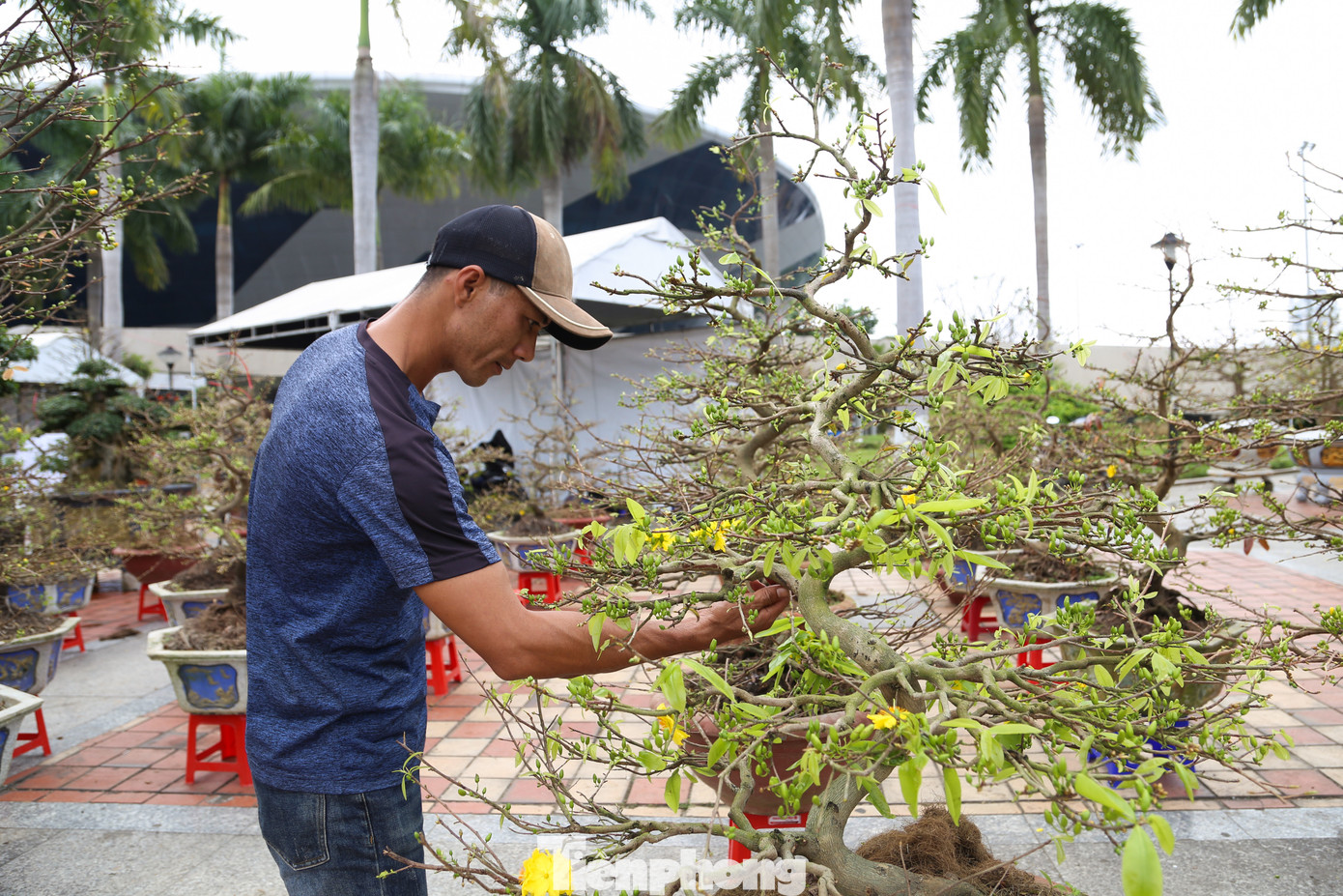 Năm nay, anh Mai Thanh Thế (chủ vườn mai Thanh Thế, Bình Định) mang ra Đà Nẵng khoảng 150 chậu mai dáng long để bán Tết. Anh phải thuê 3 chiếc xe tải lớn để vận chuyển toàn bộ số mai ra đến Đà Nẵng vào ngày 2/2 (23 tháng Chạp).