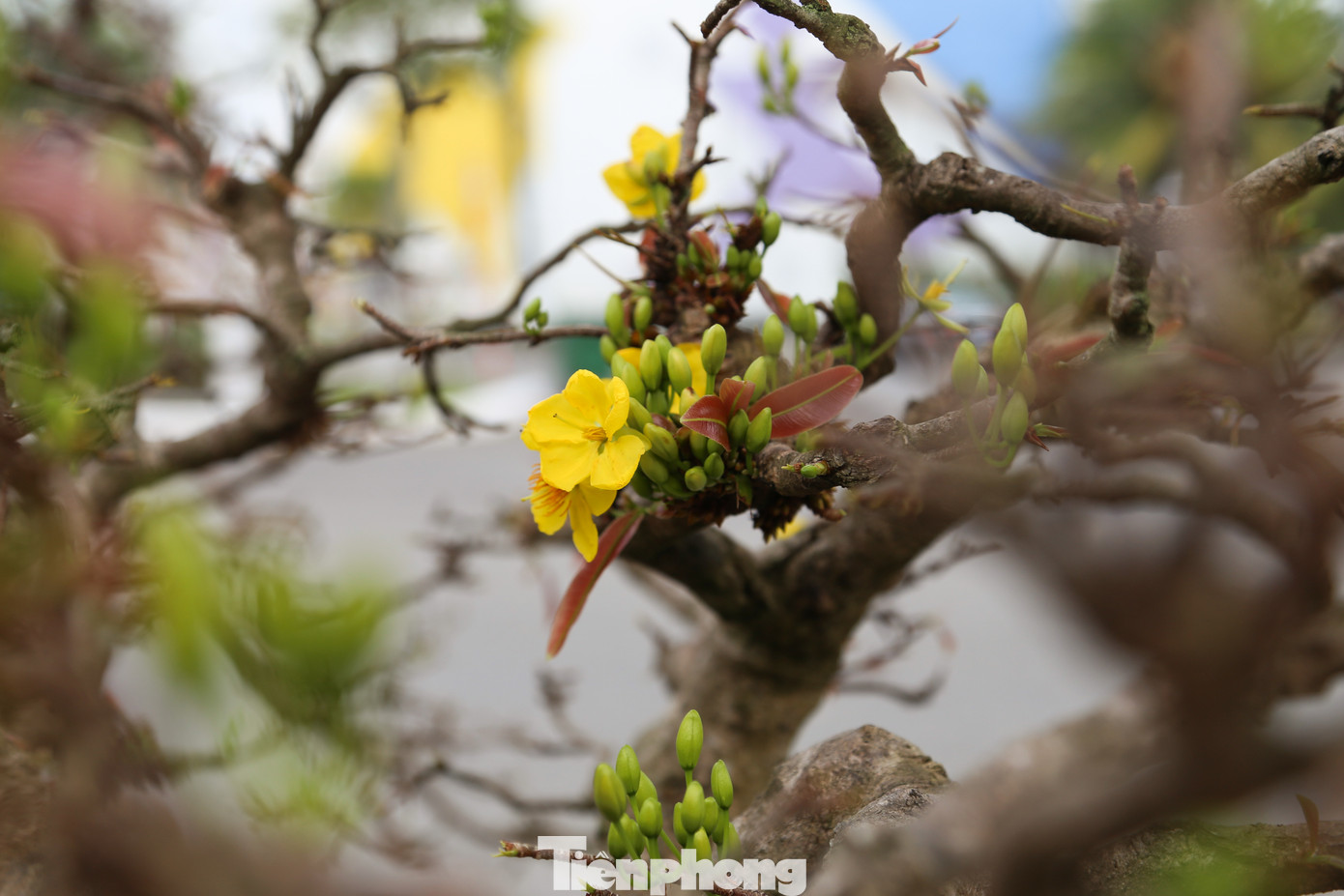 Anh Thế thuê 3 bãi để bày bán mai Tết ở Đà Nẵng (một bãi ở quận Cẩm Lệ, hai bãi ở khu vực chợ hoa Tết, quận Hải Châu). Dù bày bán nhiều ngày nhưng khách mua vẫn chưa tấp nập, đa phần là các thương lái, khách hàng cơ quan, doanh nghiệp.