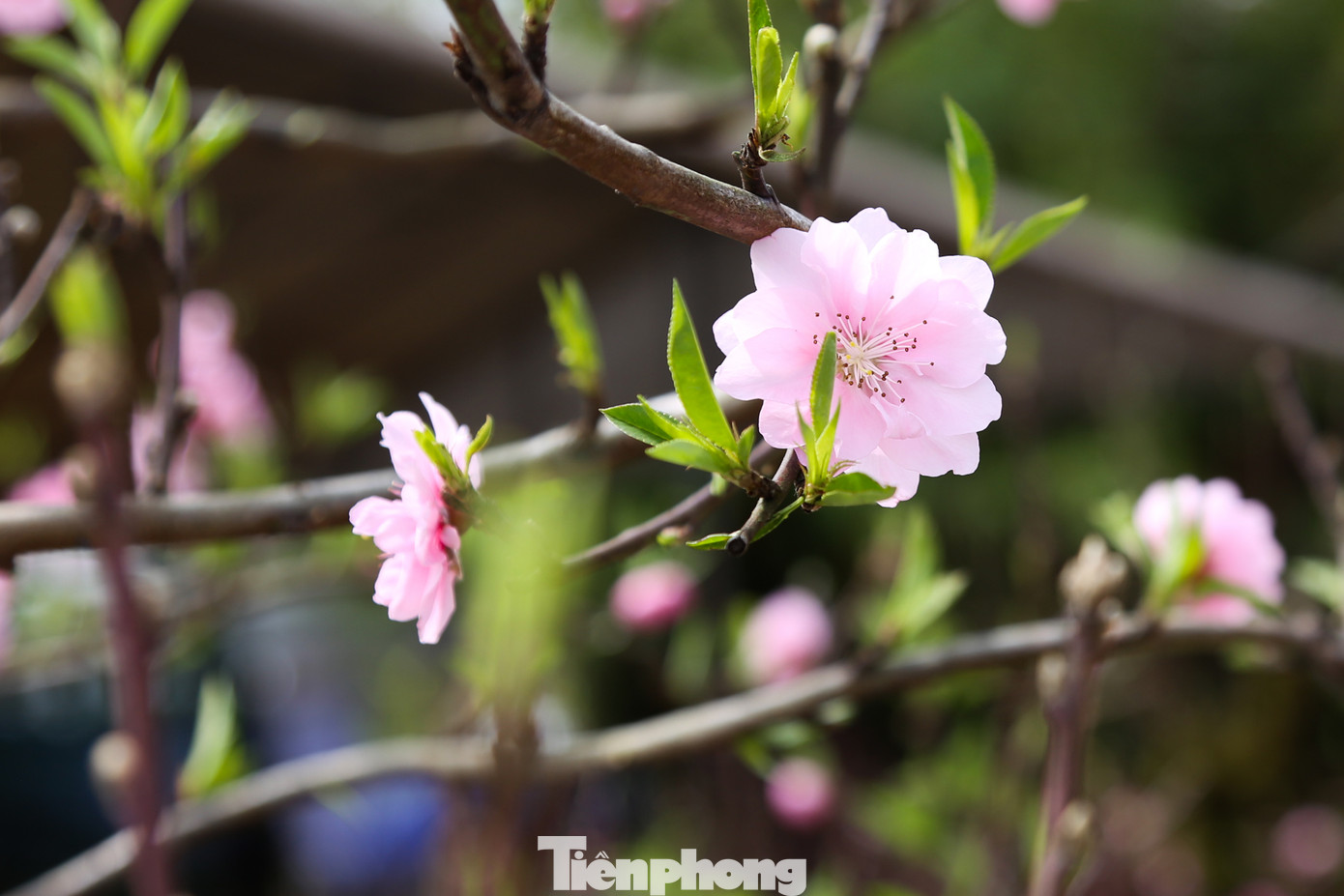 Từ miền Bắc, đào Nhật Tân cũng "đổ bộ" chợ hoa Tết Đà Nẵng. Với mức giá phải chăng, từ khoảng 500 nghìn đồng đến 6 triệu đồng tùy độ lớn nhỏ, các gốc đào được nhiều khách ghé chọn mua chưng Tết.