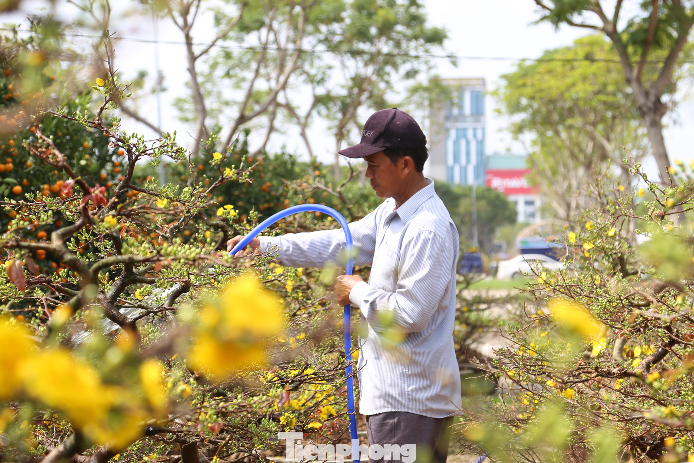 Để các chậu mai vẫn sinh trưởng tốt khi thời tiết thay đổi, các nhà vườn phải liên tục tưới nước, cắt tỉa và theo dõi sâu bệnh hại.
