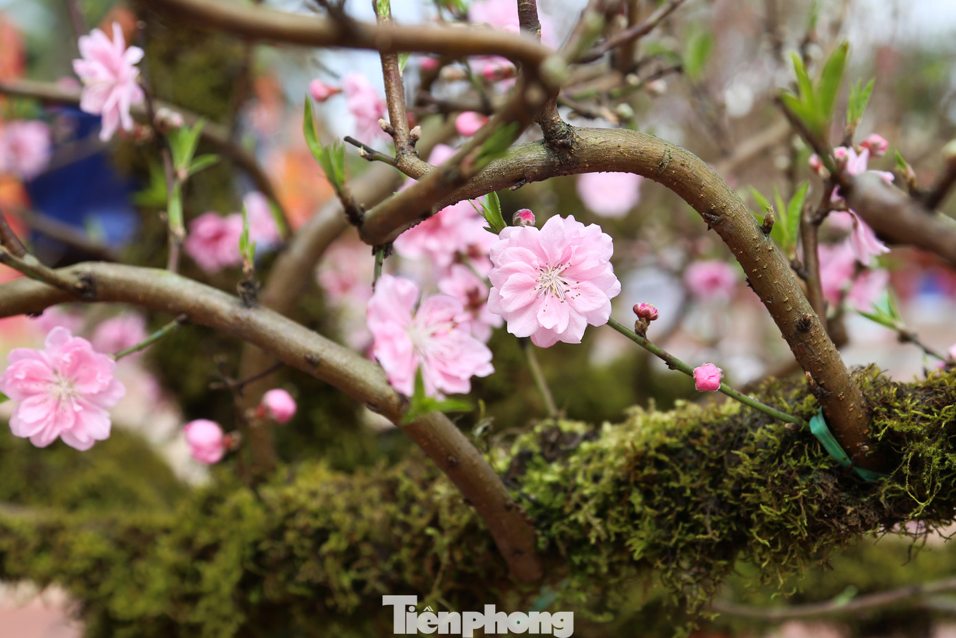 Năm nay, mặt hàng nhất chi mai với gốc lớn, phủ đầy rêu mốc được tạo dáng thế độc đáo cũng được bày bán ở chợ Hoa Tết. Khoảng 2 năm trở lại đây, sự xuất hiện của các chậu nhất chi mai thu hút khách ghé xem và tìm hiểu.