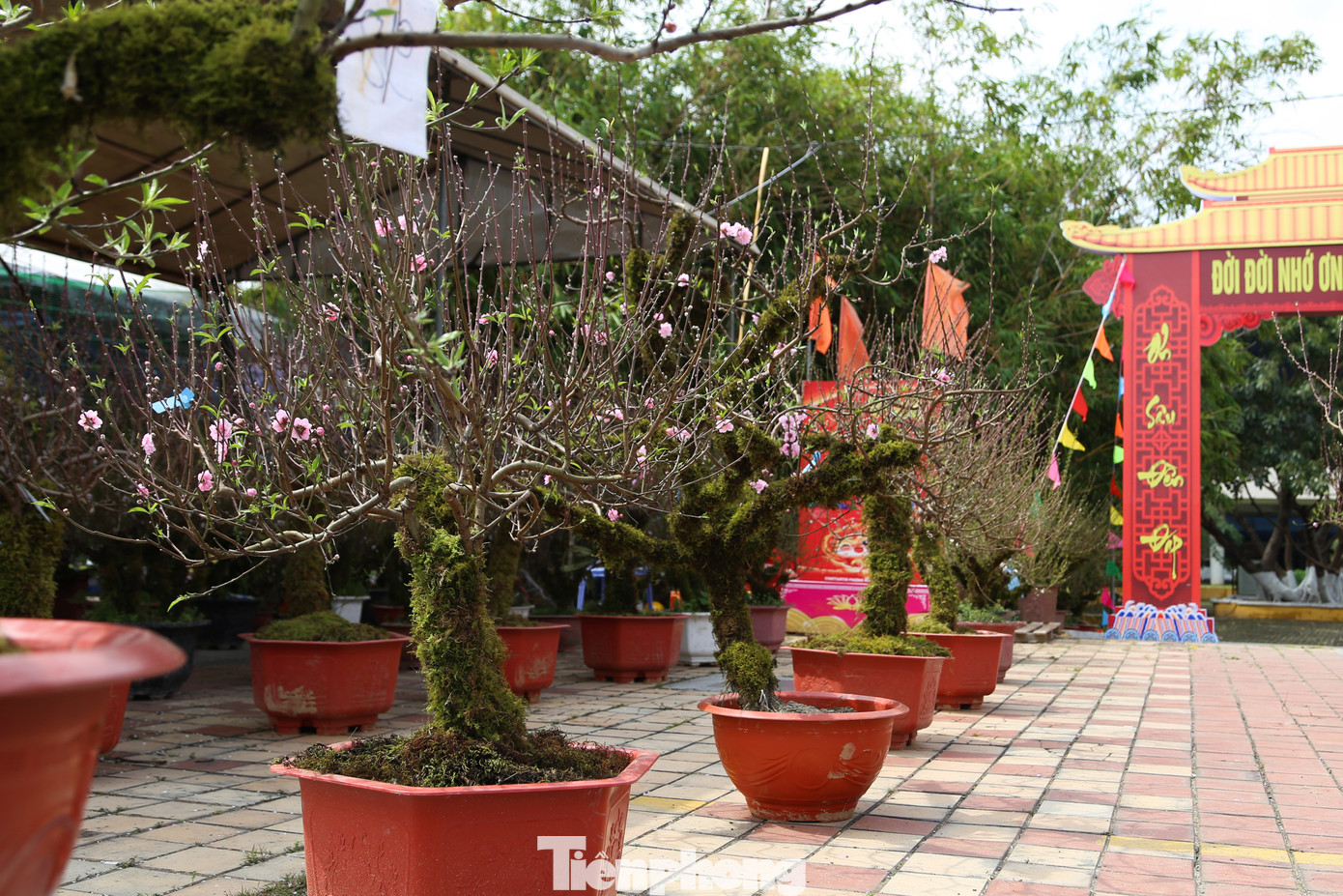 Năm nay, mặt hàng nhất chi mai với gốc lớn, phủ đầy rêu mốc được tạo dáng thế độc đáo cũng được bày bán ở chợ Hoa Tết. Khoảng 2 năm trở lại đây, sự xuất hiện của các chậu nhất chi mai thu hút khách ghé xem và tìm hiểu.