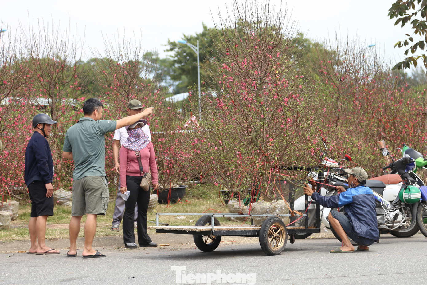 Từ miền Bắc, đào Nhật Tân cũng "đổ bộ" chợ hoa Tết Đà Nẵng. Với mức giá phải chăng, từ khoảng 500 nghìn đồng đến 6 triệu đồng tùy độ lớn nhỏ, các gốc đào được nhiều khách ghé chọn mua chưng Tết.