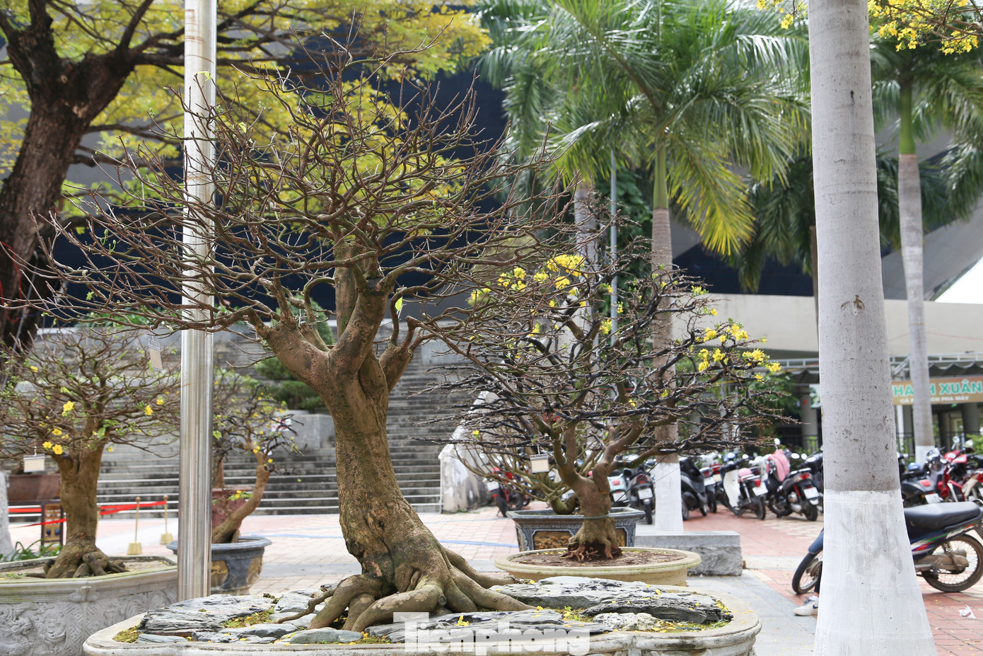 Những gốc mai thế "bạc tỷ" ở chợ hoa Tết Đà Nẵng cũng thu hút đông đảo người dân ghé thăm, chụp hình check-in. Đây đều là những gốc mai cổ thụ với tuổi đời từ vài chục đến cả trăm năm tuổi.