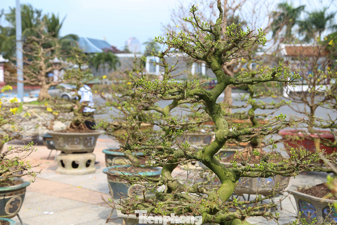 Chở ra Đà Nẵng khoảng 130 chậu mai từ khoảng 22 tháng Chạp, ông Nguyễn Lý Hưng (58 tuổi, người trồng mai ở TX An Nhơn, tỉnh Bình Định) bán với giá trung bình từ một đến vài triệu đồng. Tuy nhiên, đến nay, thị trường vẫn chưa "nóng lên", đa phần là khách đến xem thế mai, khách hỏi dò giá cả...