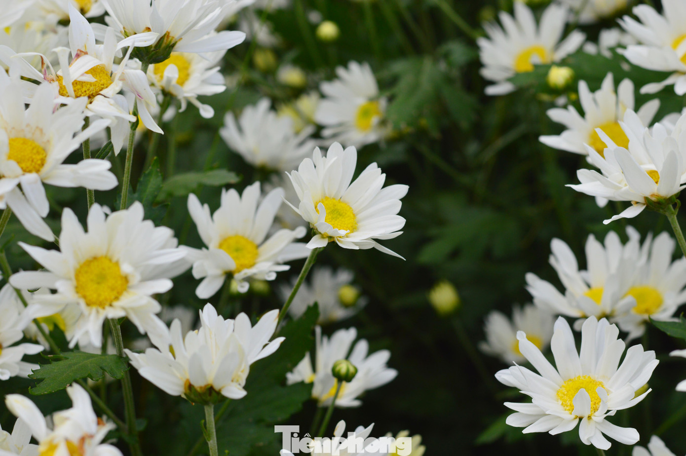 Theo ông Đặng Ngọc Minh, Phó Giám đốc Trung tâm Công nghệ sinh học, cúc họa mi Đà Nẵng độc đáo ở chỗ được trồng trái vụ. Một vụ cúc họa mi kéo dài từ 3 tháng đến 3,5 tháng. Cúc họa mi cũng rất lâu tàn, có thể kéo dài hơn 1 tháng nếu chăm sóc tốt.