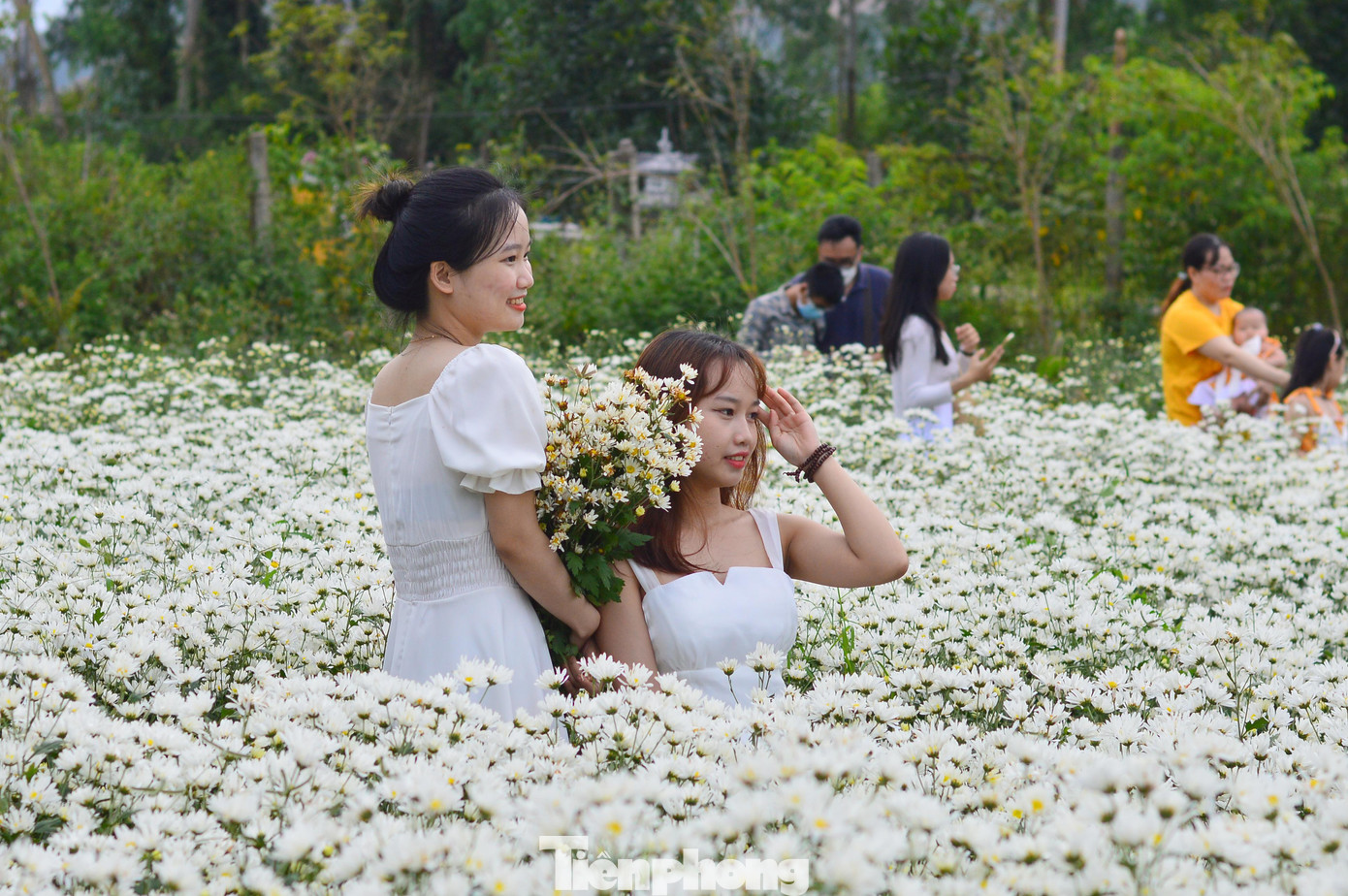 Biết đến vườn cúc họa mi thông qua facebook, Thiên Minh (quê Quảng Nam) cùng nhóm bạn rủ nhau đến chụp ảnh.