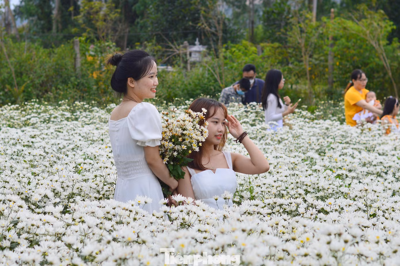 Biết đến vườn cúc họa mi thông qua facebook, Thiên Minh (quê Quảng Nam) cùng nhóm bạn rủ nhau đến chụp ảnh.