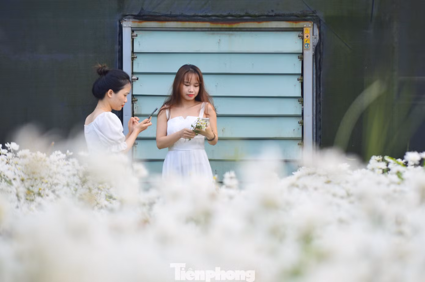 Nhận thấy sự yêu thích của người dân, đặc biệt là giới trẻ với cúc họa mi, năm nay, đơn vị đã mở rộng diện tích vườn, đồng thời, bố trí lối đi giữa các luống hoa rộng rãi hơn để mọi người thoải mái “thả dáng”.