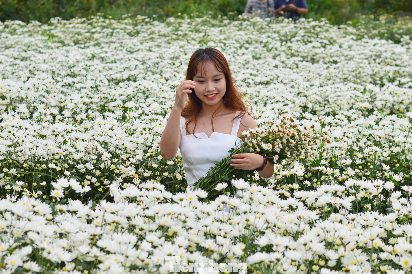 “Không dễ gì để có thể chụp ảnh với cả vườn cúc họa mi như thế này ở Đà Nẵng. Mình cũng rất bất ngờ khi mùa này vẫn còn cúc họa mi”, Minh nói.