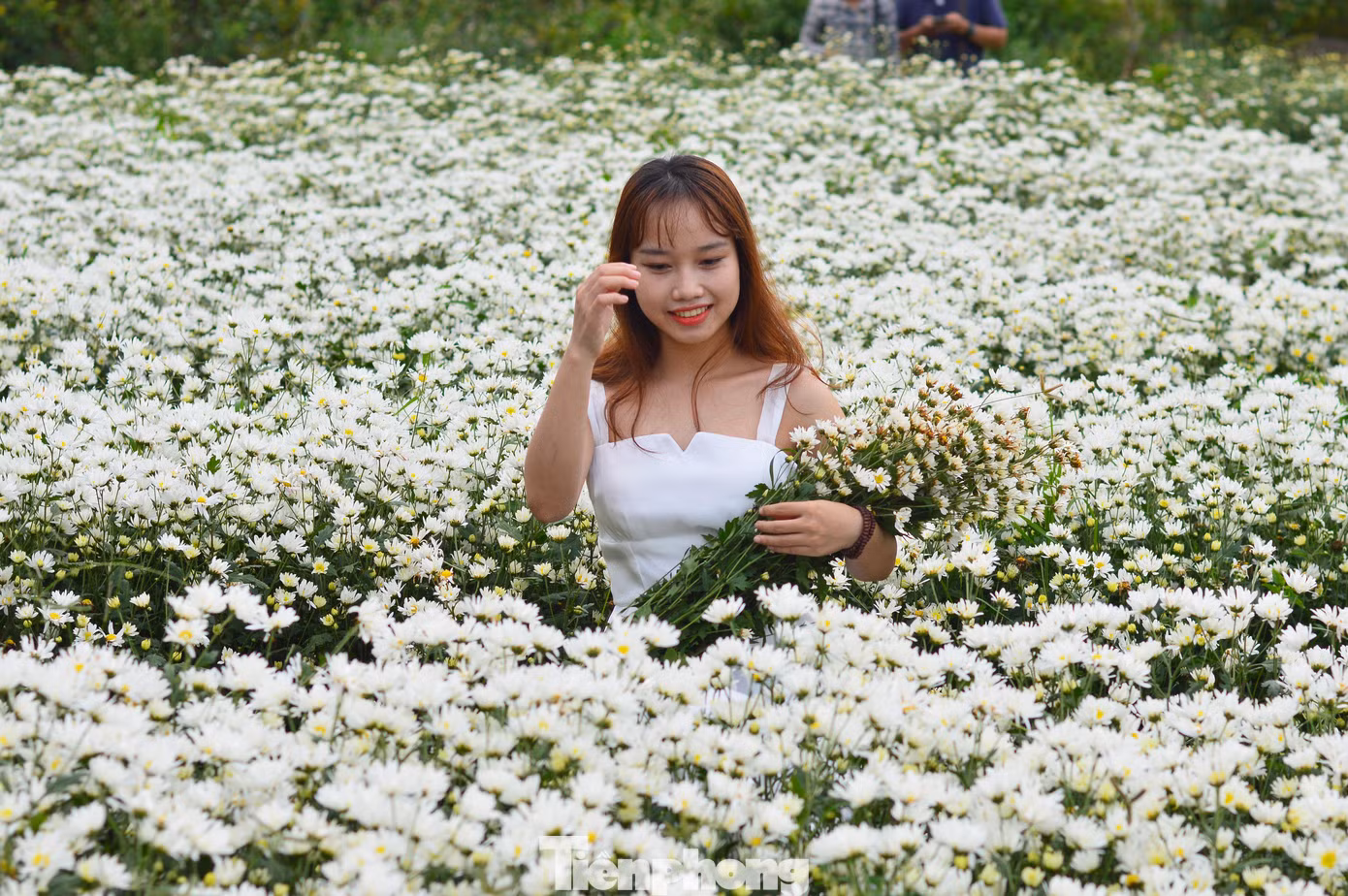 “Không dễ gì để có thể chụp ảnh với cả vườn cúc họa mi như thế này ở Đà Nẵng. Mình cũng rất bất ngờ khi mùa này vẫn còn cúc họa mi”, Minh nói.