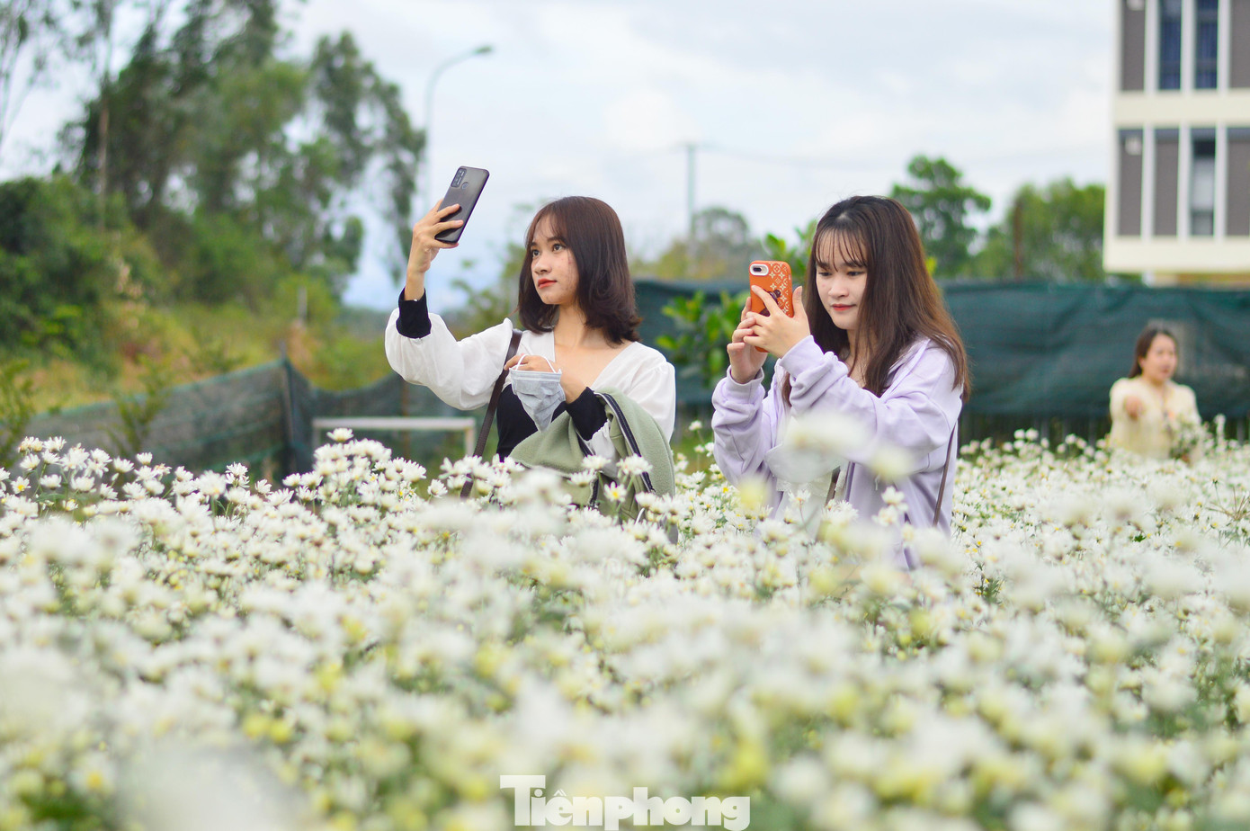 Vườn cúc họa mi của Trung tâm rộng chừng 500m2 với 6.000 cây hoa. Những luống họa mi trắng muốt níu chân các bạn trẻ ghé lại nơi đây. Ai cũng muốn lưu giữ những tấm hình độc đáo bên vườn cúc họa mi “có một không hai” giữa lòng Đà Nẵng.