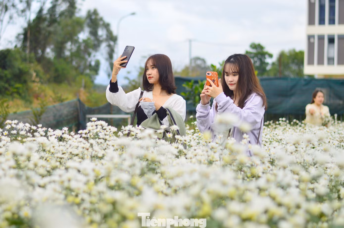 Vườn cúc họa mi của Trung tâm rộng chừng 500m2 với 6.000 cây hoa. Những luống họa mi trắng muốt níu chân các bạn trẻ ghé lại nơi đây. Ai cũng muốn lưu giữ những tấm hình độc đáo bên vườn cúc họa mi “có một không hai” giữa lòng Đà Nẵng.