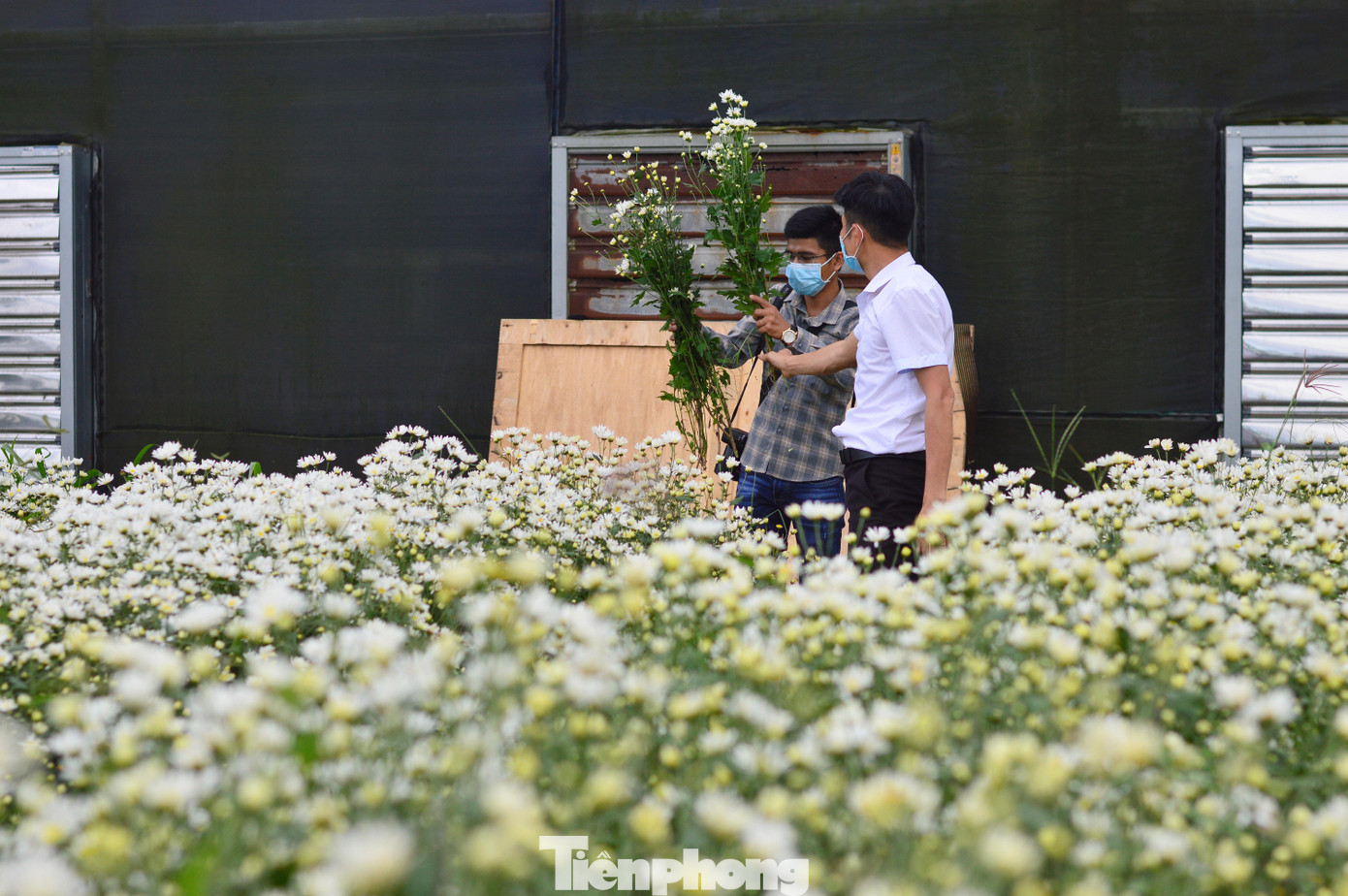 Ngoài chụp hình lưu niệm, bất kì ai có nhu cầu cũng có thể mua những bó cúc họa mi mang về.