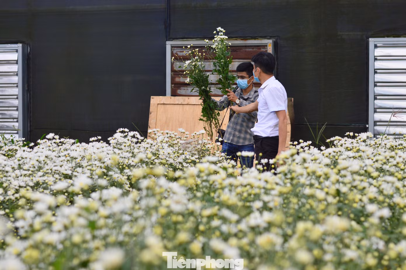 Ngoài chụp hình lưu niệm, bất kì ai có nhu cầu cũng có thể mua những bó cúc họa mi mang về.