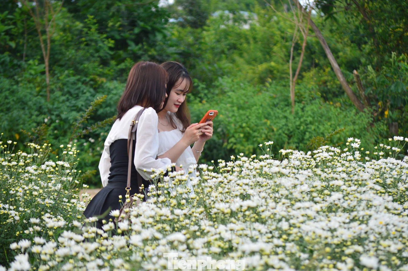 “Vì vậy, việc sinh trưởng và phát triển của hoa sẽ khó hơn so với trồng chính vụ ở Hà Nội. Đội ngũ nhân viên, kỹ thuật viên phải theo dõi kỹ càng từng giai đoạn để hoa có chất lượng tốt nhất”, ông Minh nói.