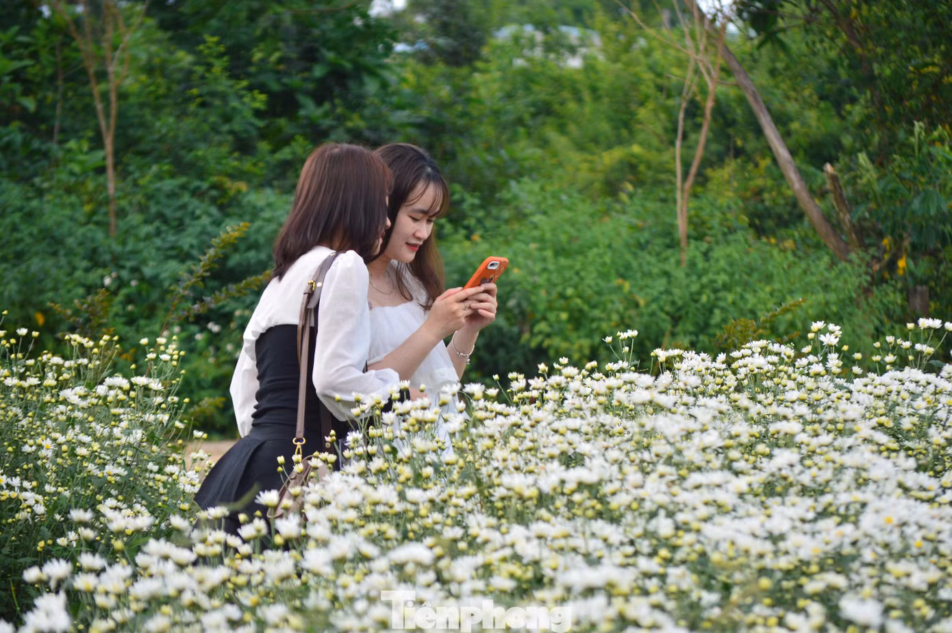 “Vì vậy, việc sinh trưởng và phát triển của hoa sẽ khó hơn so với trồng chính vụ ở Hà Nội. Đội ngũ nhân viên, kỹ thuật viên phải theo dõi kỹ càng từng giai đoạn để hoa có chất lượng tốt nhất”, ông Minh nói.