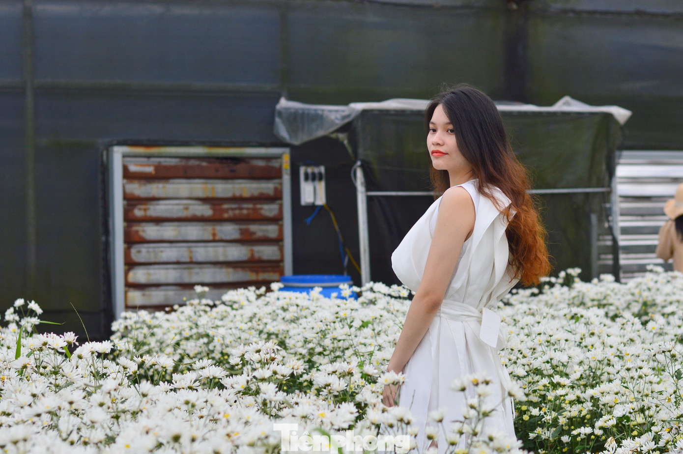 “Năm ngoái, tôi cũng nghe nói Đà Nẵng có vườn cúc họa mi nhưng không sắp xếp được thời gian. Vì vậy, năm nay, khi thấy thông tin trên facebook là tôi tranh thủ đến ngay. Không ngờ cúc họa mi trồng ở Đà Nẵng cũng có thể cho hoa đẹp và đều như thế này”, chị Yến nói.