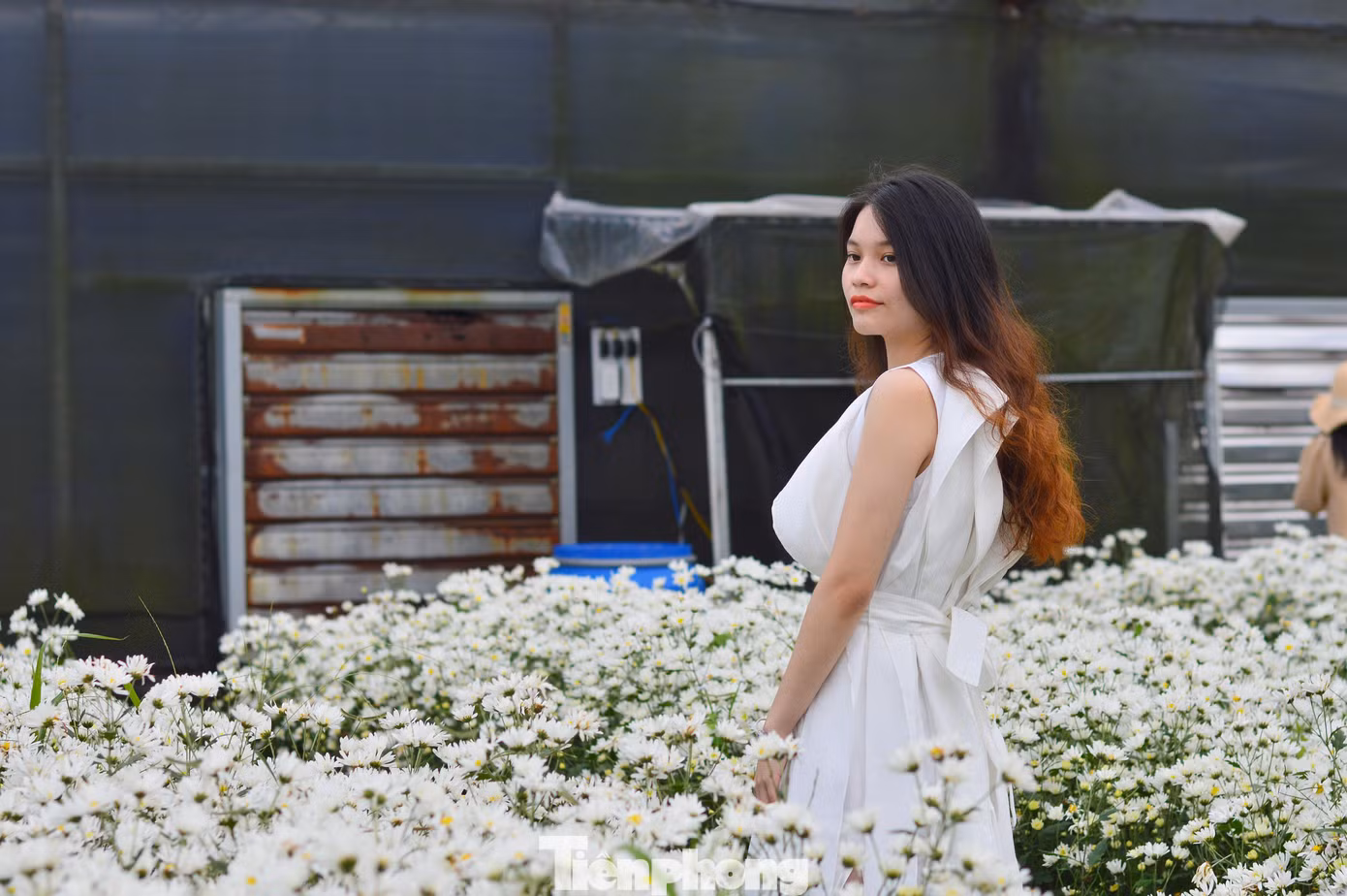 “Năm ngoái, tôi cũng nghe nói Đà Nẵng có vườn cúc họa mi nhưng không sắp xếp được thời gian. Vì vậy, năm nay, khi thấy thông tin trên facebook là tôi tranh thủ đến ngay. Không ngờ cúc họa mi trồng ở Đà Nẵng cũng có thể cho hoa đẹp và đều như thế này”, chị Yến nói.