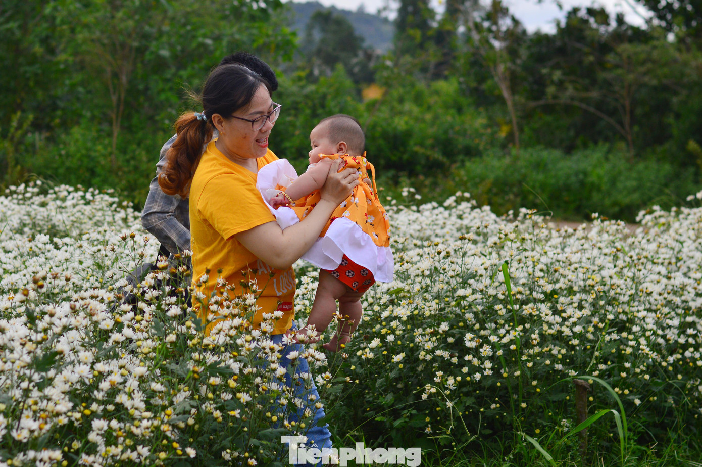 Không chỉ thu hút các bạn trẻ, nhiều gia đình, nhiều nhóm bạn trung niên... cũng ghé đến vườn cúc họa mi để lưu lại những khoảnh khắc bên loài hoa trắng muốt tinh khôi này ở Đà Nẵng.