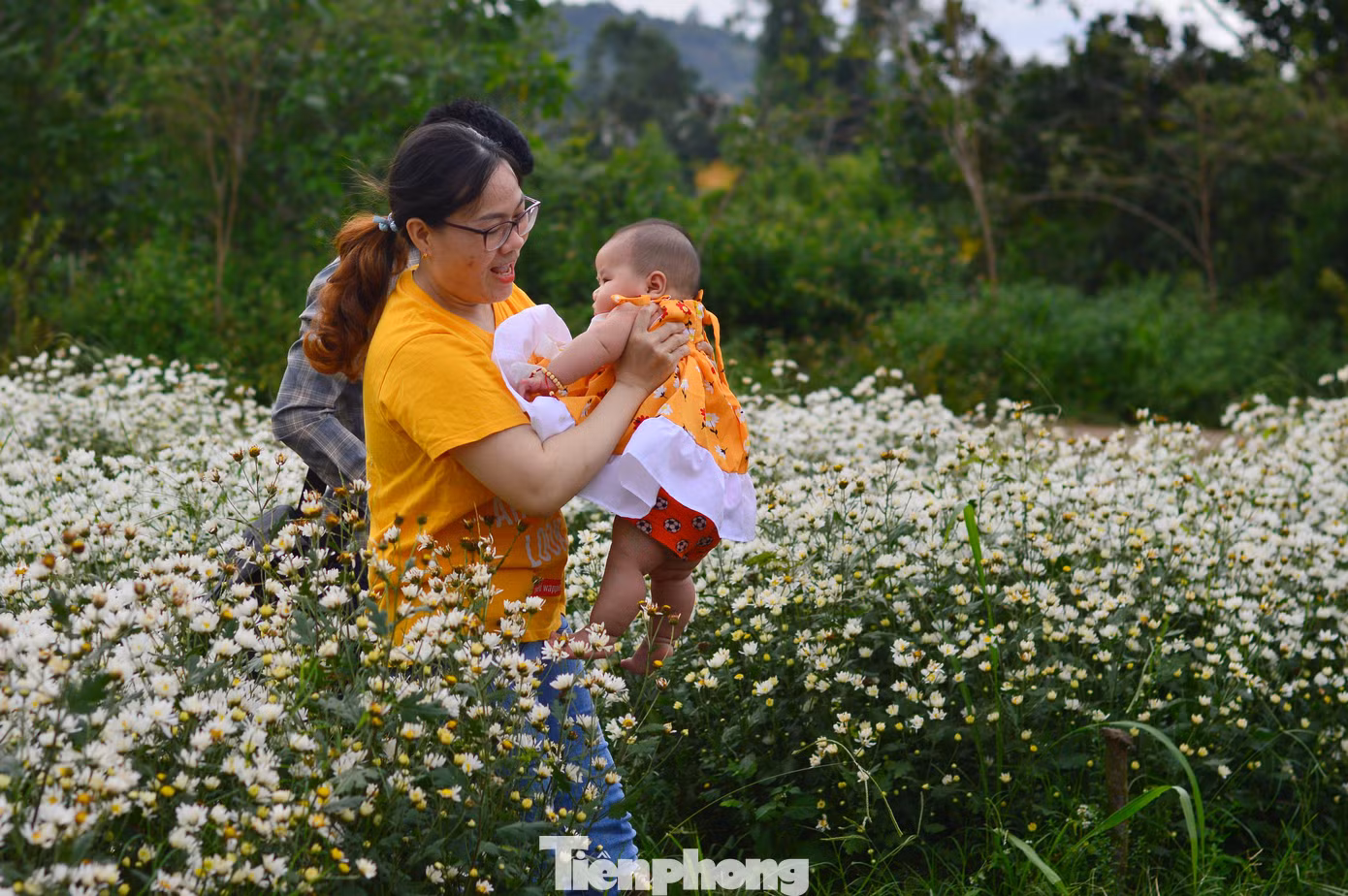 Không chỉ thu hút các bạn trẻ, nhiều gia đình, nhiều nhóm bạn trung niên... cũng ghé đến vườn cúc họa mi để lưu lại những khoảnh khắc bên loài hoa trắng muốt tinh khôi này ở Đà Nẵng.