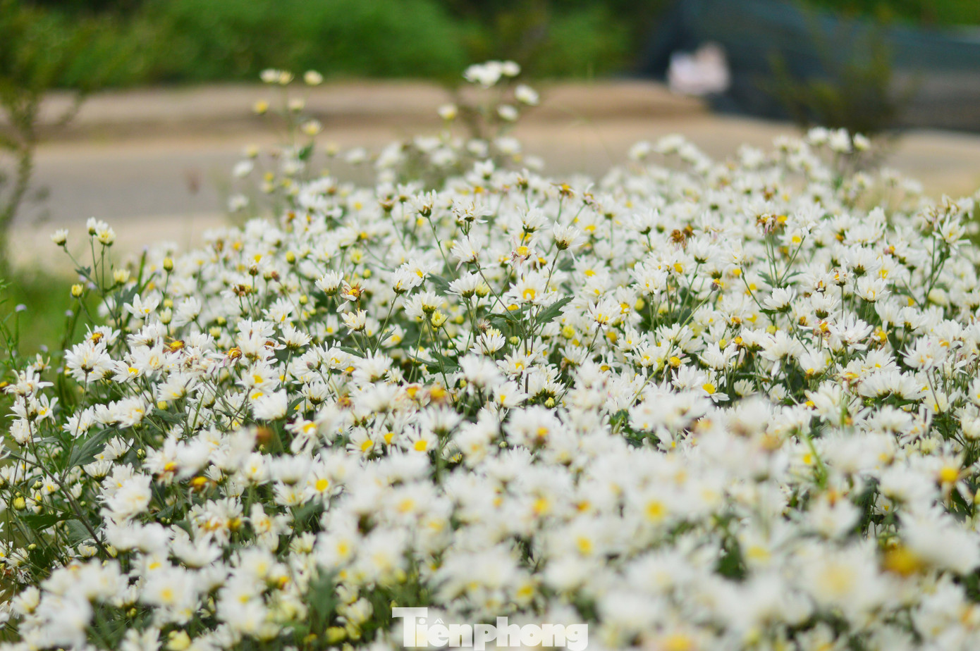 Ý tưởng về việc gieo trồng giống cúc họa mi được Trung tâm Công nghệ sinh học triển khai từ 3 năm trước. Với công sức của các nhà khoa học, loài hoa cúc họa mi vốn chỉ ưa khí hậu mát mẻ như ở Hà Nội hay Đà Lạt vẫn có thể khoe sắc ở Đà Nẵng nắng nóng.