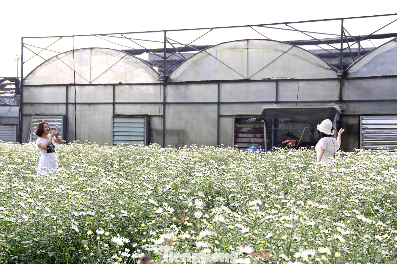 Trong ngày đầu mở cửa đón khách (sáng 11/2), vườn cúc họa mi ở Trung tâm Công nghệ sinh học (CNSH) TP Đà Nẵng (phường Hòa Thọ Tây, quận Cẩm Lệ) thu hút đông đảo người dân và du khách đến tham quan, chụp ảnh. Ảnh: Giang Thanh Trong ngày đầu mở cửa đón khách (sáng 11/2), vườn cúc họa mi ở Trung tâm Công nghệ sinh học (CNSH) TP Đà Nẵng (phường Hòa Thọ Tây, quận Cẩm Lệ) thu hút đông đảo người dân và du khách đến tham quan, chụp ảnh. Ảnh: Giang Thanh
