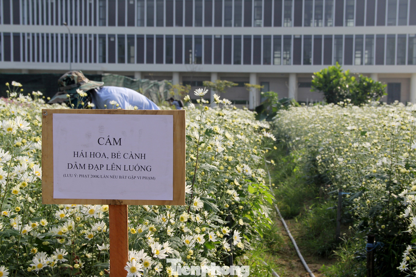 Quanh khu vực vườn hoa cũng bố trí các biển cảnh báo người dân không hái hoa, bẻ cành để giữ gìn không gian chung. Ảnh: Giang Thanh Quanh khu vực vườn hoa cũng bố trí các biển cảnh báo người dân không hái hoa, bẻ cành để giữ gìn không gian chung. Ảnh: Giang Thanh