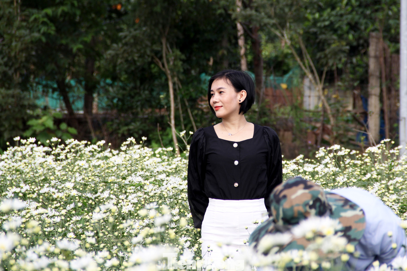 Để cúc nở rộ trái mùa, các chuyên gia ở đây xuống giống từ khoảng tháng 10/2022. Thời gian sinh trưởng và phát triển của cúc họa mi trái mùa sẽ dài hơn khoảng 1 tháng so với bình thường. Ảnh: Giang Thanh Để cúc nở rộ trái mùa, các chuyên gia ở đây xuống giống từ khoảng tháng 10/2022. Thời gian sinh trưởng và phát triển của cúc họa mi trái mùa sẽ dài hơn khoảng 1 tháng so với bình thường. Ảnh: Giang Thanh