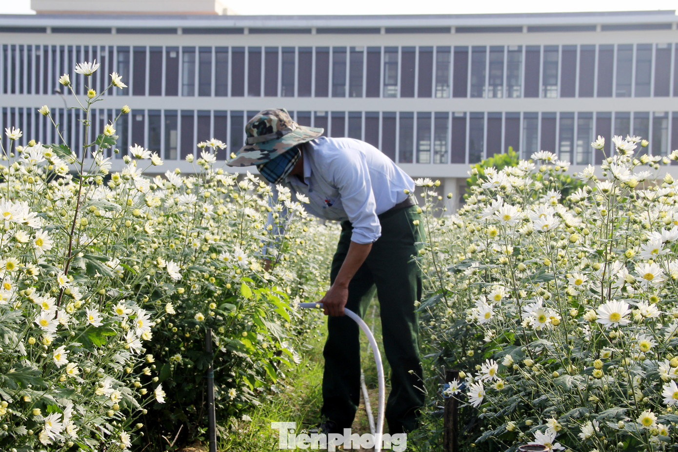 Những ngày tới, nhân viên của Trung tâm cũng sẽ túc trực để hướng dẫn người dân, chăm sóc vườn hoa, nhổ cỏ, bỏ những cây tàn héo... để giữ gìn cảnh sắc đẹp, thơ mộng của vườn cúc trái mùa nhằm phục vụ người dân và du khách. Ảnh: Giang Thanh Những ngày tới, nhân viên của Trung tâm cũng sẽ túc trực để hướng dẫn người dân, chăm sóc vườn hoa, nhổ cỏ, bỏ những cây tàn héo... để giữ gìn cảnh sắc đẹp, thơ mộng của vườn cúc trái mùa nhằm phục vụ người dân và du khách. Ảnh: Giang Thanh