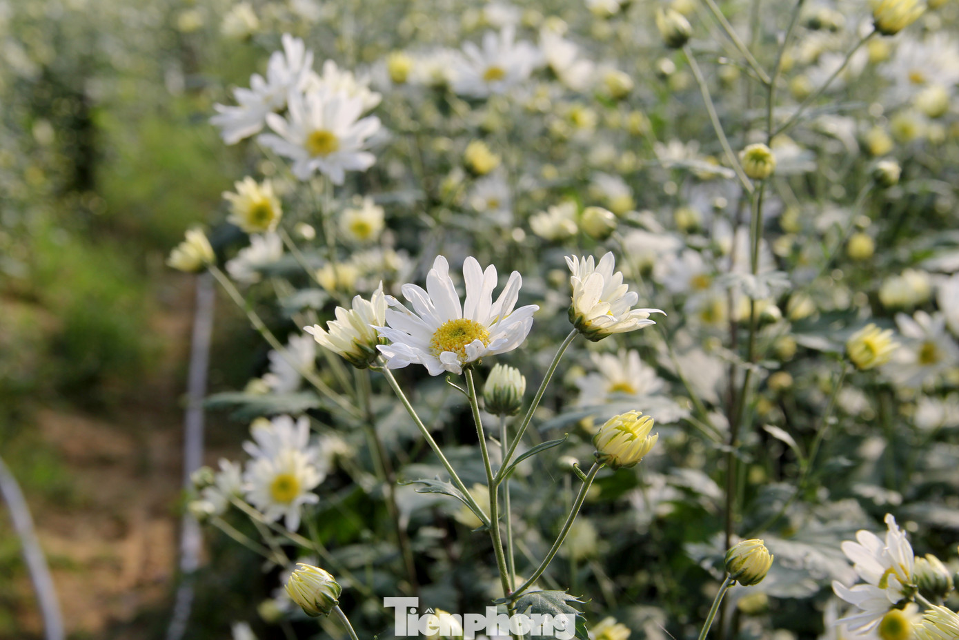 Cúc họa mi được gọi là loài "hoa báo đông", nở rộ vào dịp cuối thu - đầu đông ở miền Bắc. Tuy nhiên, nhờ ứng dụng công nghệ, loài hoa này có thể sinh trưởng và phát triển tốt ở Đà Nẵng - nơi có khí hậu nắng nóng. Ảnh: Giang Thanh Cúc họa mi được gọi là loài "hoa báo đông", nở rộ vào dịp cuối thu - đầu đông ở miền Bắc. Tuy nhiên, nhờ ứng dụng công nghệ, loài hoa này có thể sinh trưởng và phát triển tốt ở Đà Nẵng - nơi có khí hậu nắng nóng. Ảnh: Giang Thanh