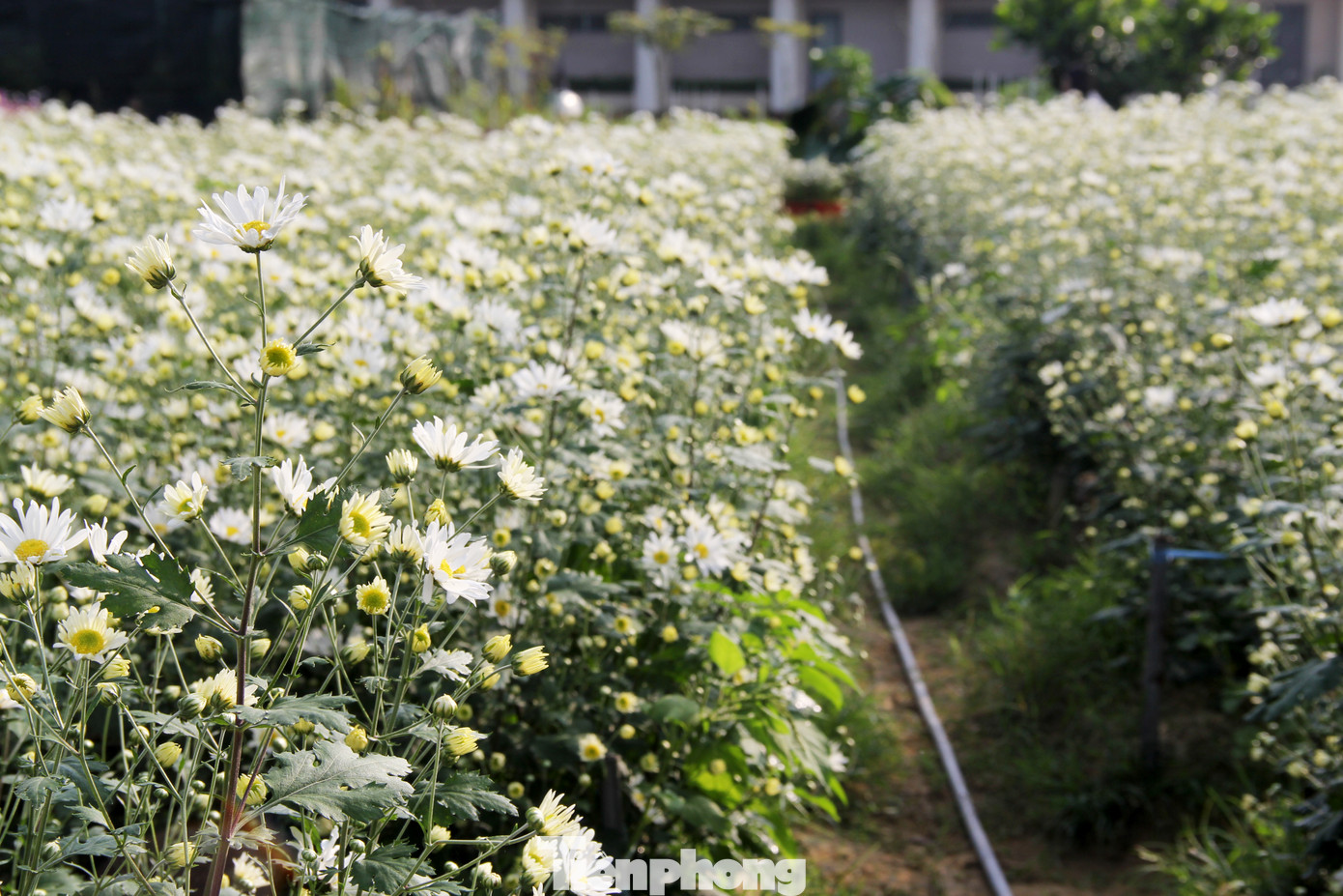 Đây là mùa cúc họa mi thứ 5 được các chuyên gia, nhân viên của Trung tâm ươm tạo và chăm sóc. Cứ mỗi dịp hoa nở, nơi đây thu hút nhiều người dân Đà Nẵng, đặc biệt là các bạn trẻ ghé thăm. Đây là mùa cúc họa mi thứ 5 được các chuyên gia, nhân viên của Trung tâm ươm tạo và chăm sóc. Cứ mỗi dịp hoa nở, nơi đây thu hút nhiều người dân Đà Nẵng, đặc biệt là các bạn trẻ ghé thăm.