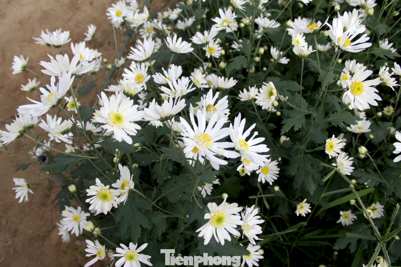 Vườn cúc họa mi trái mùa ở Trung tâm CNSH TP Đà Nẵng là điểm check in quen thuộc, rất được người dân yêu thích. Cứ sau Tết Nguyên đán, cúc họa mi lại nở rộ, trắng muốt tinh khôi. Ảnh: Giang Thanh Vườn cúc họa mi trái mùa ở Trung tâm CNSH TP Đà Nẵng là điểm check in quen thuộc, rất được người dân yêu thích. Cứ sau Tết Nguyên đán, cúc họa mi lại nở rộ, trắng muốt tinh khôi. Ảnh: Giang Thanh
