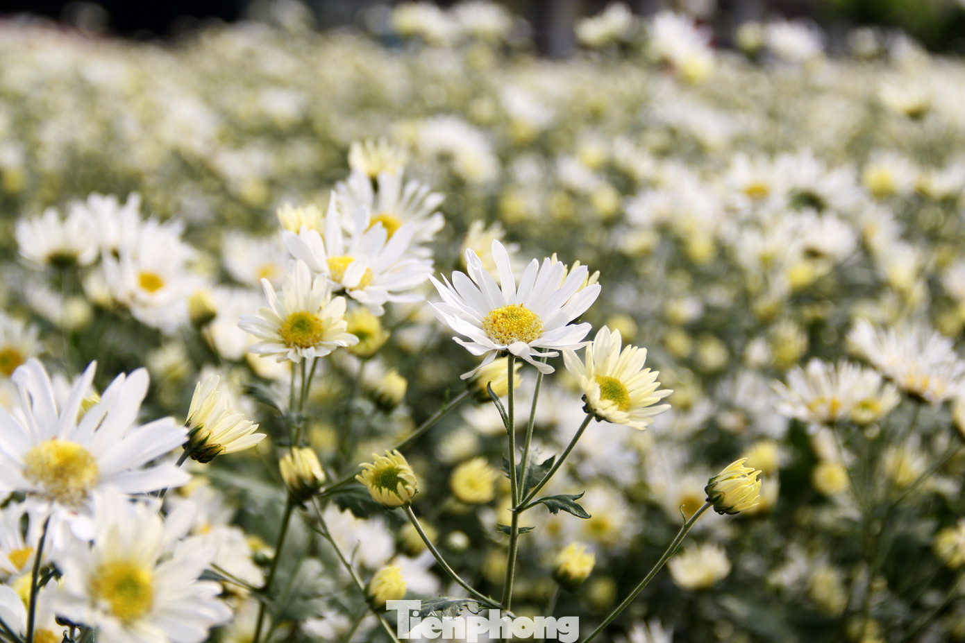 Vườn cúc họa mi trái mùa ở Trung tâm CNSH TP Đà Nẵng là điểm check in quen thuộc, rất được người dân yêu thích. Cứ sau Tết Nguyên đán, cúc họa mi lại nở rộ, trắng muốt tinh khôi. Ảnh: Giang Thanh Vườn cúc họa mi trái mùa ở Trung tâm CNSH TP Đà Nẵng là điểm check in quen thuộc, rất được người dân yêu thích. Cứ sau Tết Nguyên đán, cúc họa mi lại nở rộ, trắng muốt tinh khôi. Ảnh: Giang Thanh